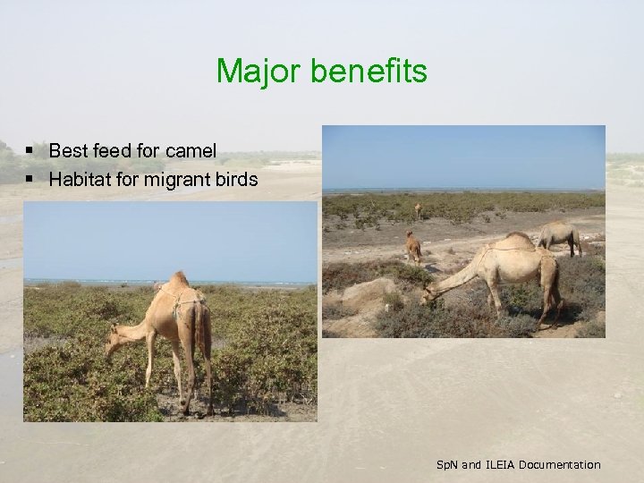 Major benefits § Best feed for camel § Habitat for migrant birds Sp. N