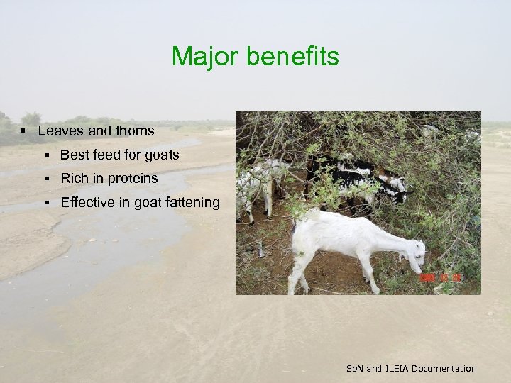 Major benefits § Leaves and thorns § Best feed for goats § Rich in