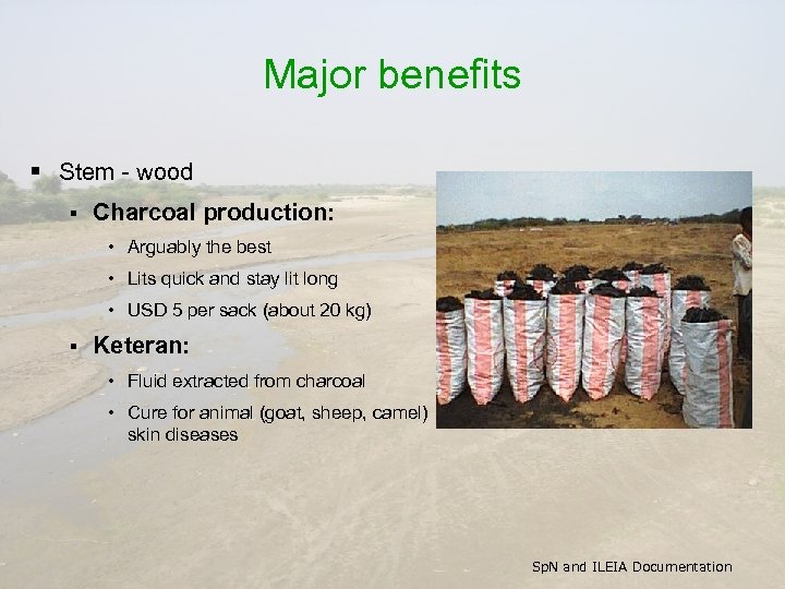 Major benefits § Stem - wood § Charcoal production: • Arguably the best •