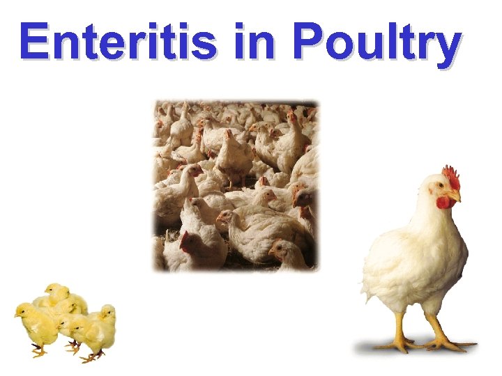 Enteritis in Poultry 