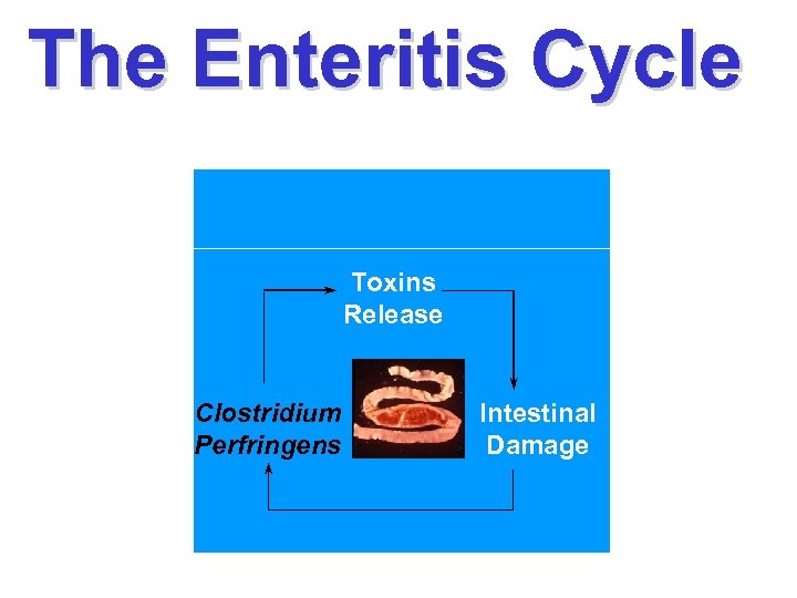 The Enteritis Cycle Toxins Release Clostridium Perfringens Intestinal Damage 