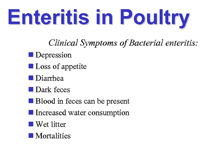 Enteritis in Poultry Clinical Symptoms of Bacterial enteritis: n Depression n Loss of appetite