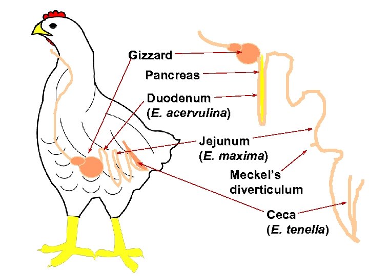 Gizzard Pancreas Duodenum (E. acervulina) Jejunum (E. maxima) Meckel’s diverticulum Ceca (E. tenella) 