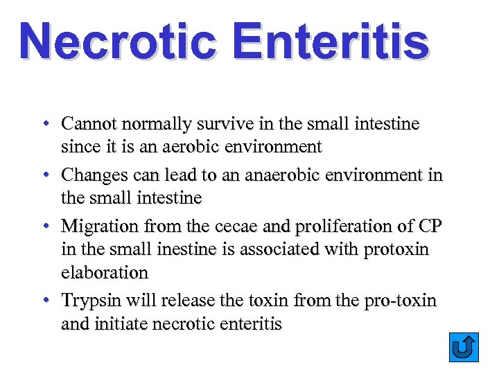 Necrotic Enteritis • Cannot normally survive in the small intestine since it is an