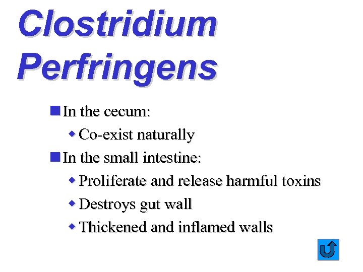 Clostridium Perfringens n In the cecum: w Co-exist naturally n In the small intestine: