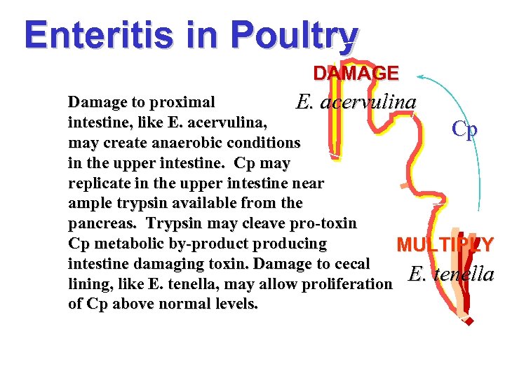 Enteritis in Poultry DAMAGE Damage to proximal E. acervulina intestine, like E. acervulina, Cp