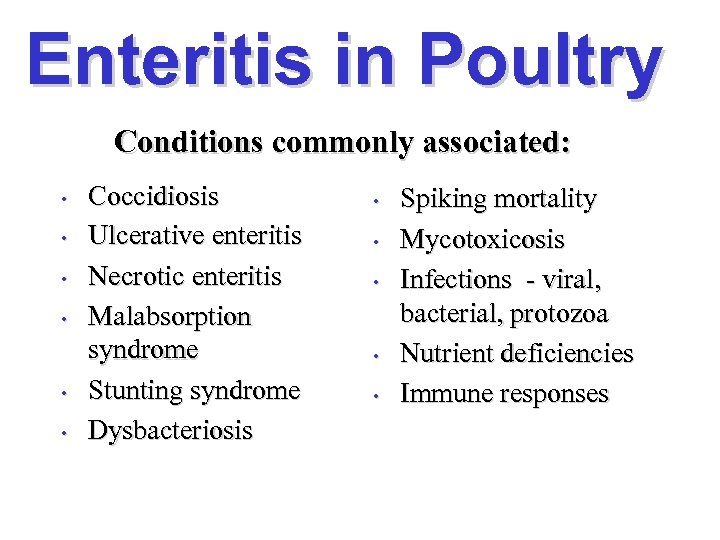 Enteritis in Poultry Conditions commonly associated: • • • Coccidiosis Ulcerative enteritis Necrotic enteritis