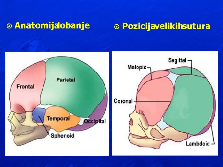 ¤ Anatomija lobanje ¤ Pozicijavelikihsutura 