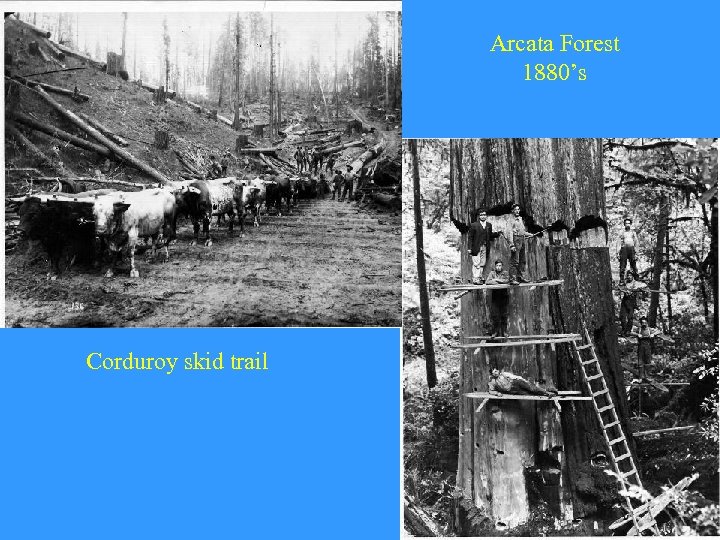 Arcata Forest 1880’s Corduroy skid trail 