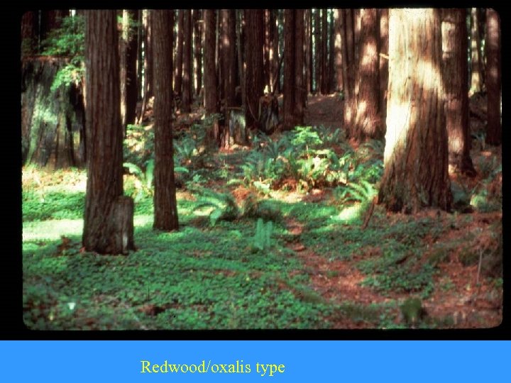 Redwood/oxalis type 