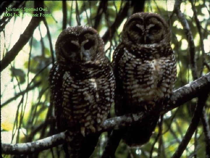 Northern Spotted Owl: 2004 Jacoby Creek Forest 