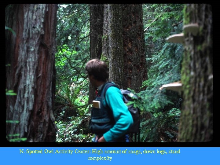 N. Spotted Owl Activity Center: High amount of snags, down logs, stand complexity 