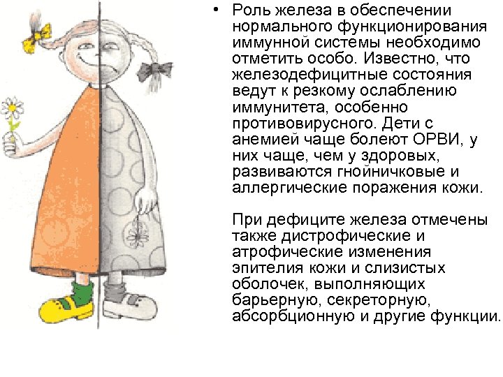  • Роль железа в обеспечении нормального функционирования иммунной системы необходимо отметить особо. Известно,