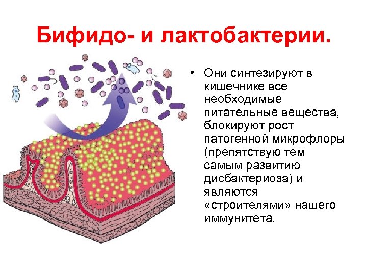 Бифидо- и лактобактерии. • Они синтезируют в кишечнике все необходимые питательные вещества, блокируют рост