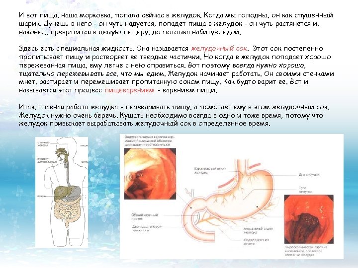 И вот пища, наша морковка, попала сейчас в желудок. Когда мы голодны, он как