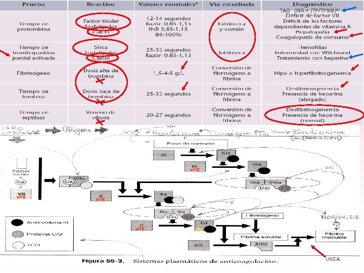 TAO (INR = (TP/TPNM)isi (TP/TPNM) vit. K Hp UREA 