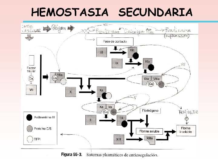 HEMOSTASIA SECUNDARIA 