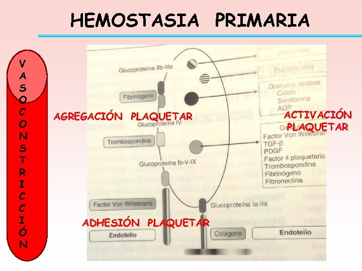 HEMOSTASIA PRIMARIA V A S O C O N S T R I C