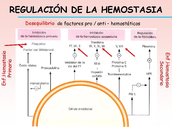 REGULACIÓN DE LA HEMOSTASIA Desequilibrio de factores pro / anti - hemostáticos Equilibrio Factor