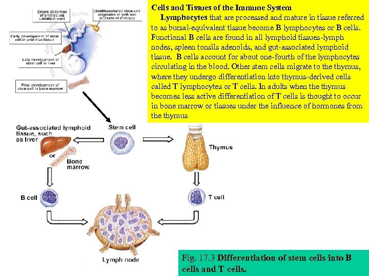 Cells and Tissues of the Immune System Lymphocytes that are processed and mature in