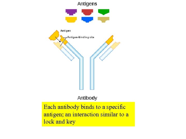 Each antibody binds to a specific antigen; an interaction similar to a lock and