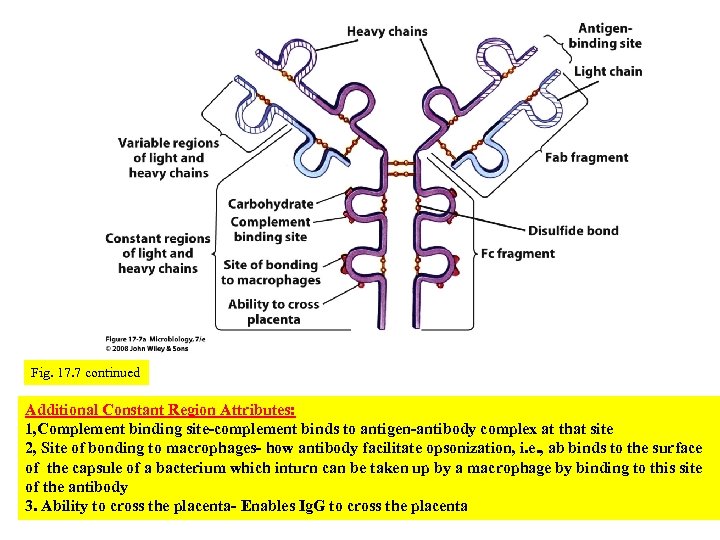 Fig. 17. 7 continued Additional Constant Region Attributes: 1, Complement binding site-complement binds to