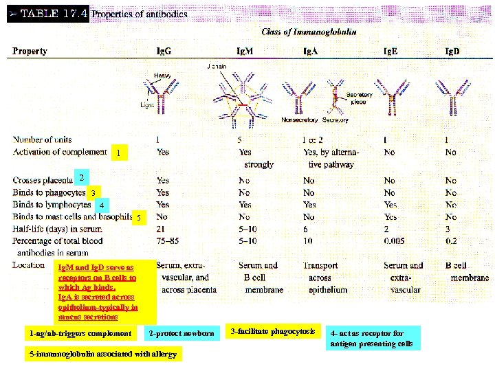 1 2 3 4 5 Ig. M and Ig. D serve as receptors on
