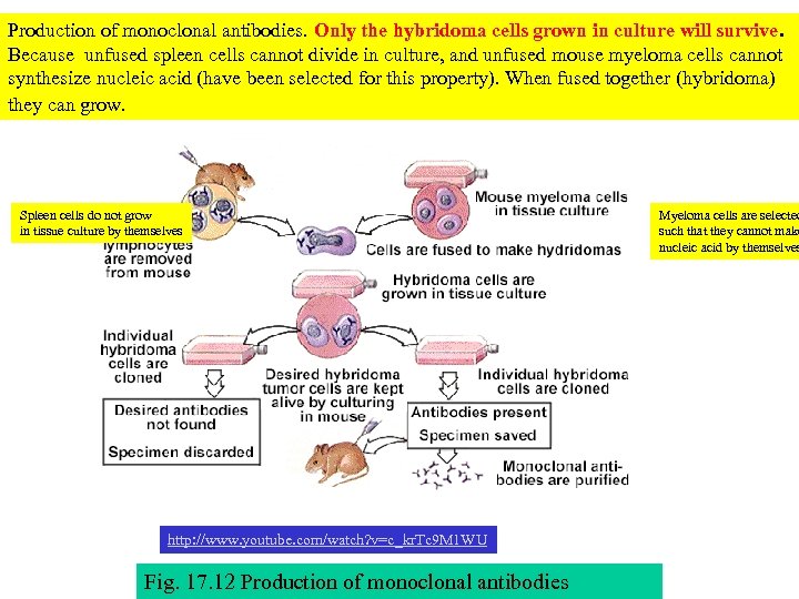 Production of monoclonal antibodies. Only the hybridoma cells grown in culture will survive. Because