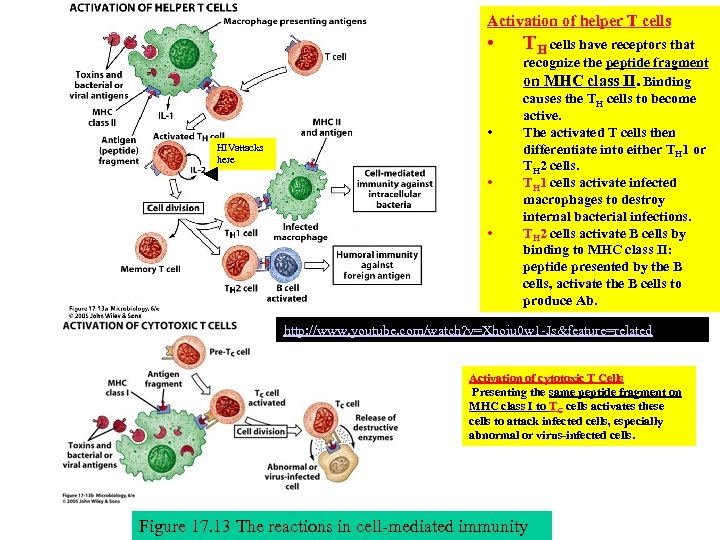 Activation of helper T cells • • HIVattacks here • • TH cells have