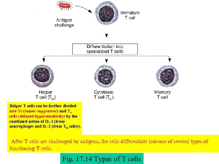 Helper T cells can be further divided into Ts (tumor suppressor) and Td cells