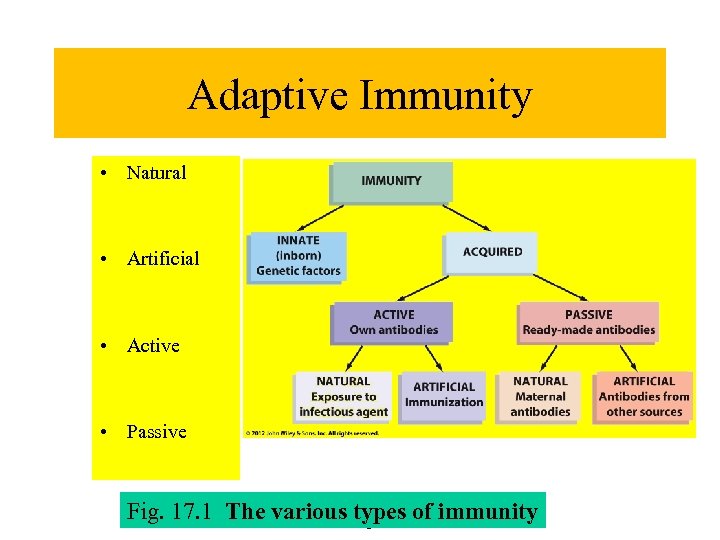 Adaptive Immunity • Natural • Artificial • Active • Passive 2012 John Fig. 17.