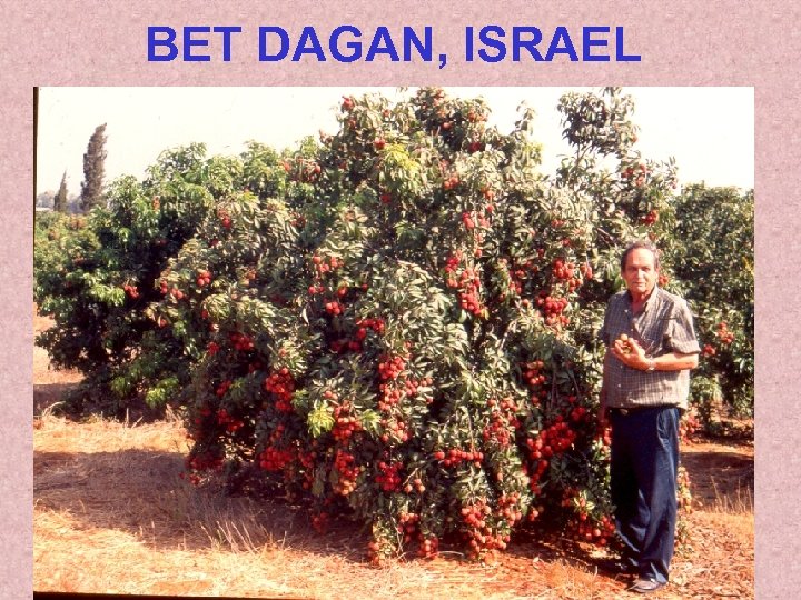 BET DAGAN, ISRAEL 