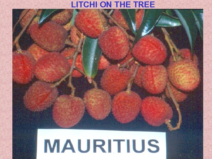 LITCHI ON THE TREE 