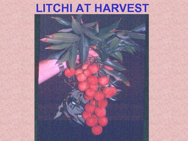 LITCHI AT HARVEST 