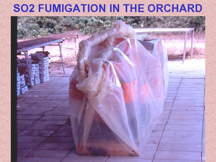 SO 2 FUMIGATION IN THE ORCHARD 