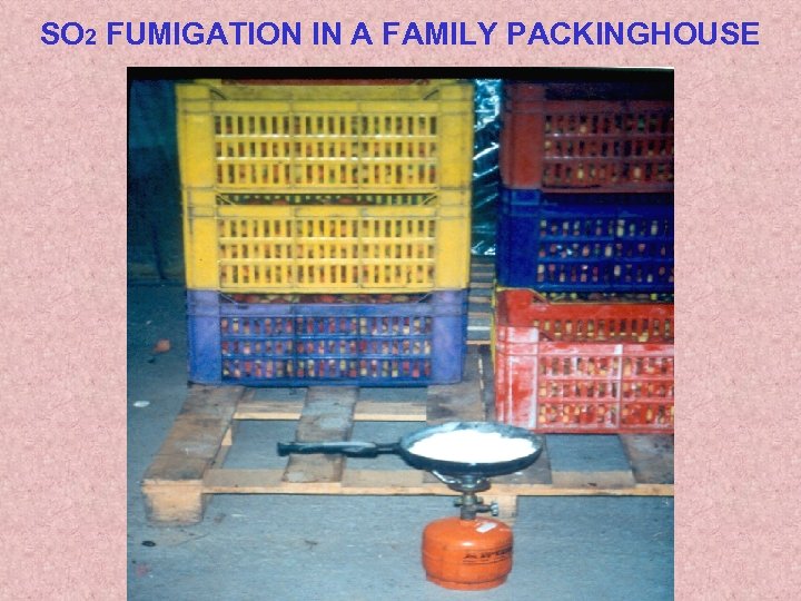 SO 2 FUMIGATION IN A FAMILY PACKINGHOUSE 