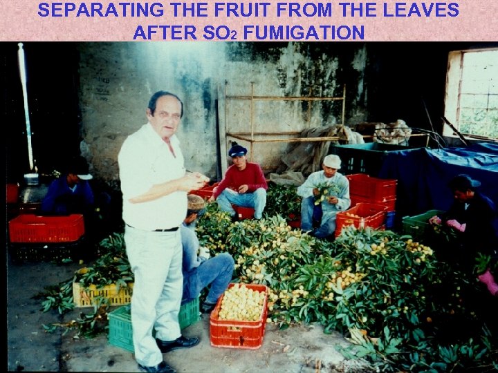 SEPARATING THE FRUIT FROM THE LEAVES AFTER SO 2 FUMIGATION 