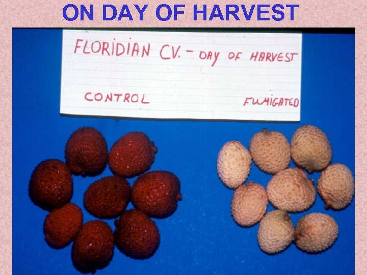 ON DAY OF HARVEST 