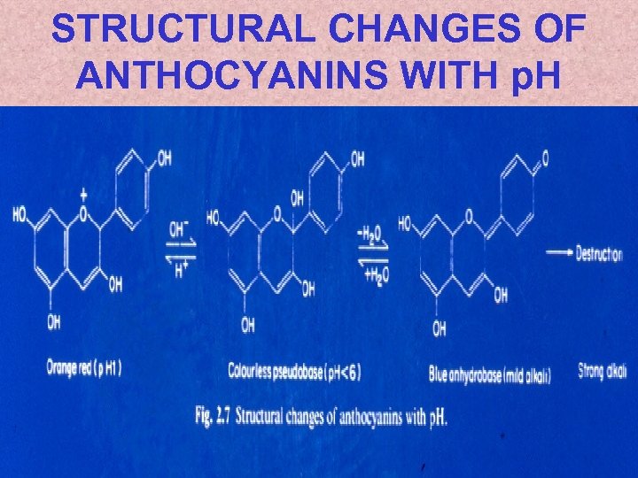 STRUCTURAL CHANGES OF ANTHOCYANINS WITH p. H 