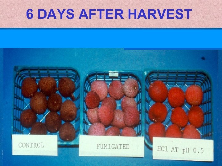 6 DAYS AFTER HARVEST IIIII 