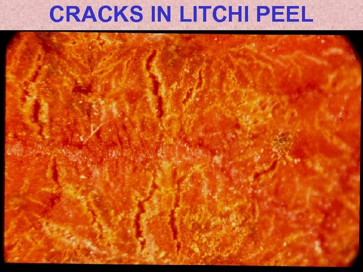 CRACKS IN LITCHI PEEL 