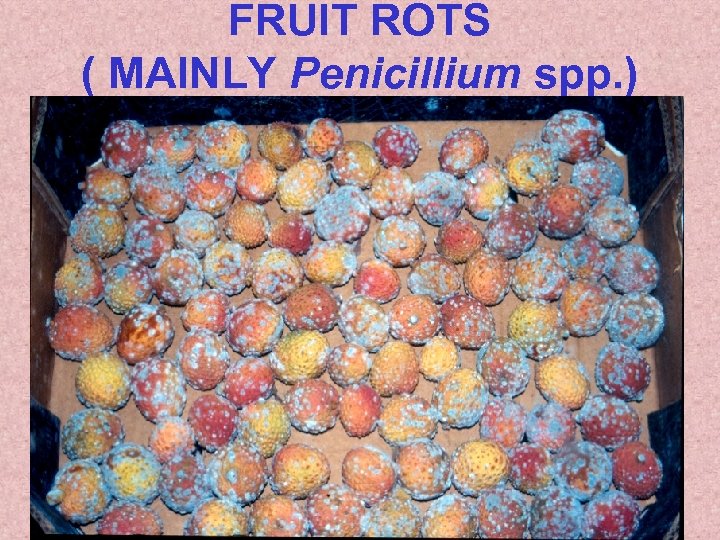 FRUIT ROTS ( MAINLY Penicillium spp. ) 