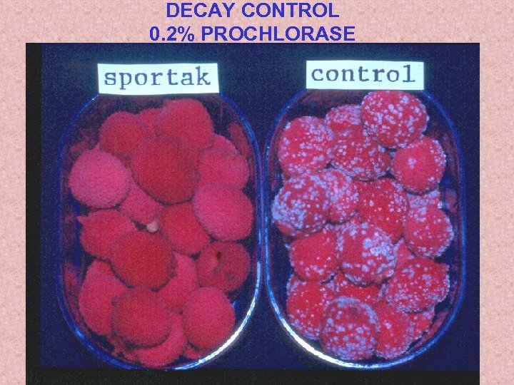 DECAY CONTROL 0. 2% PROCHLORASE 