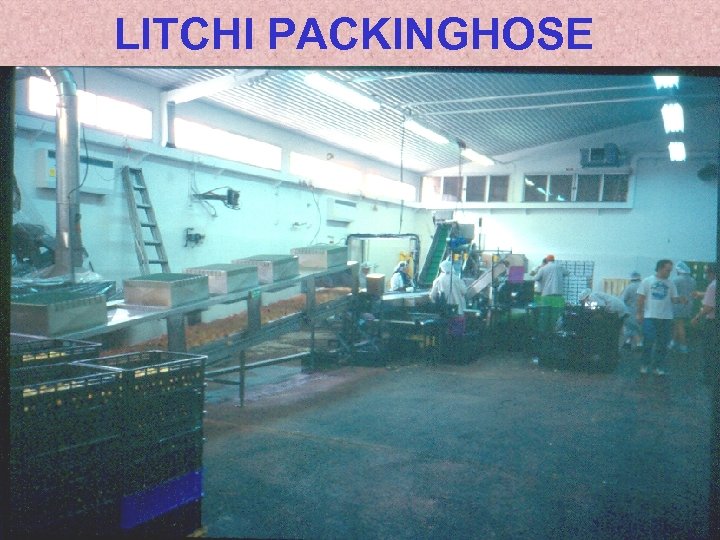 LITCHI PACKINGHOSE 