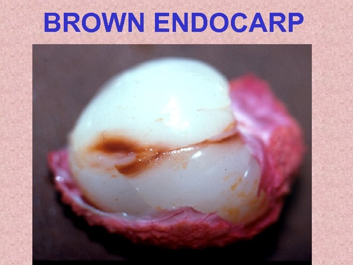 BROWN ENDOCARP 