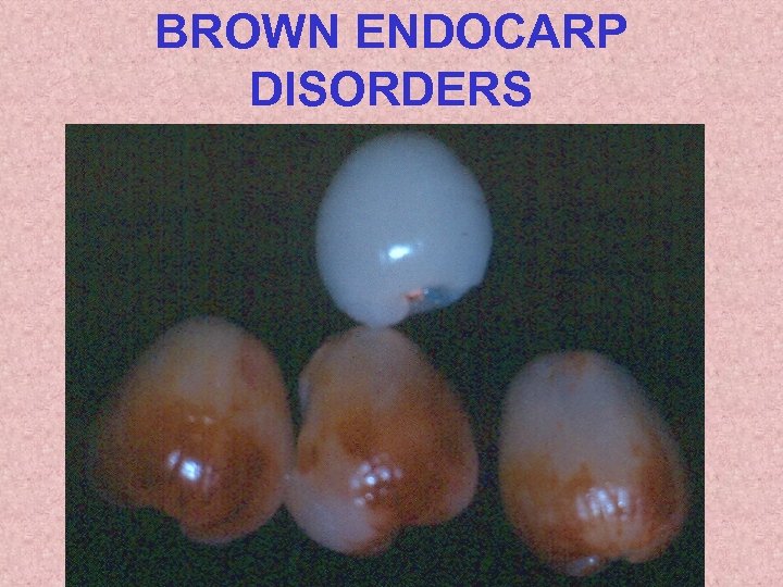 BROWN ENDOCARP DISORDERS 