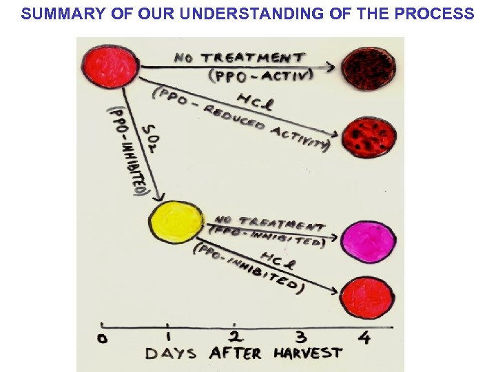 SUMMARY OF OUR UNDERSTANDING OF THE PROCESS 