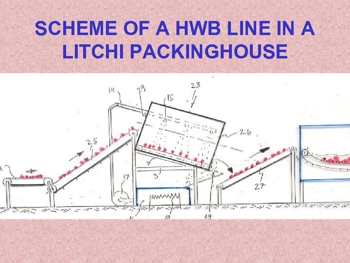 SCHEME OF A HWB LINE IN A LITCHI PACKINGHOUSE 