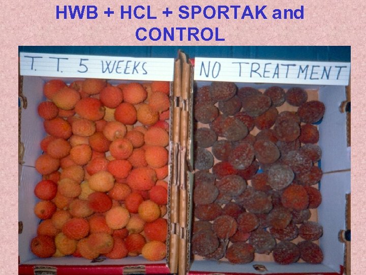 HWB + HCL + SPORTAK and CONTROL 