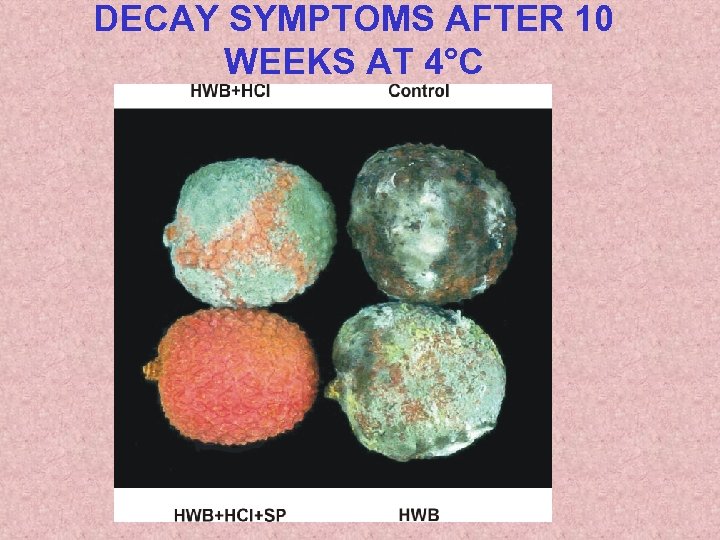 DECAY SYMPTOMS AFTER 10 WEEKS AT 4°C 